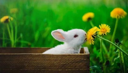 开云体育登陆入口-勇士反弹成功终结连败阴霾，勇士复出